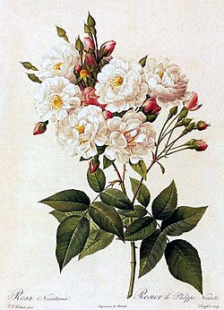 Pierre-Joseph Redouté — The Botanicals
